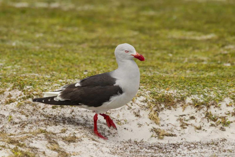 East Falkland, Volunteer Point Dolphin gull art print by Cathy and Gordon Illg for $57.95 CAD