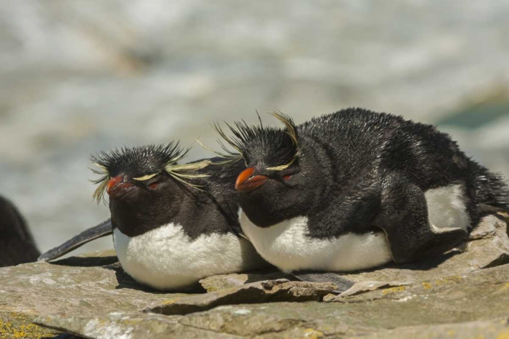 Sea Lion Island Rockhopper penguins resting art print by Cathy and Gordon Illg for $57.95 CAD