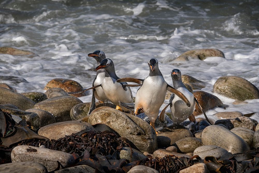 Falkland Islands-Grave Cove Gentoo penguins returning from ocean art print by Jaynes Gallery for $57.95 CAD