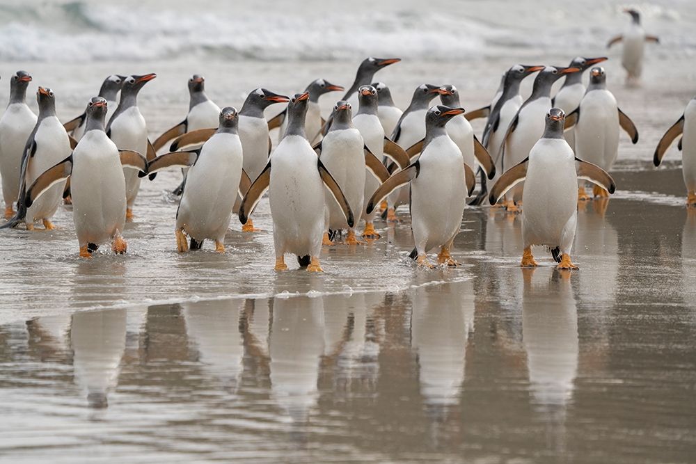 Falkland Islands-Grave Cove Gentoo penguins emerging from ocean art print by Jaynes Gallery for $57.95 CAD