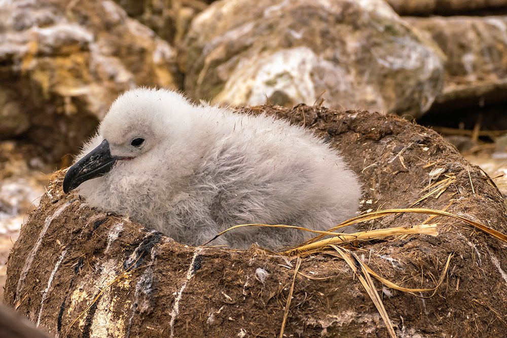 Falkland Islands, West Point Island. Black-browed albatross chick in nest. art print by Jaynes Gallery for $57.95 CAD
