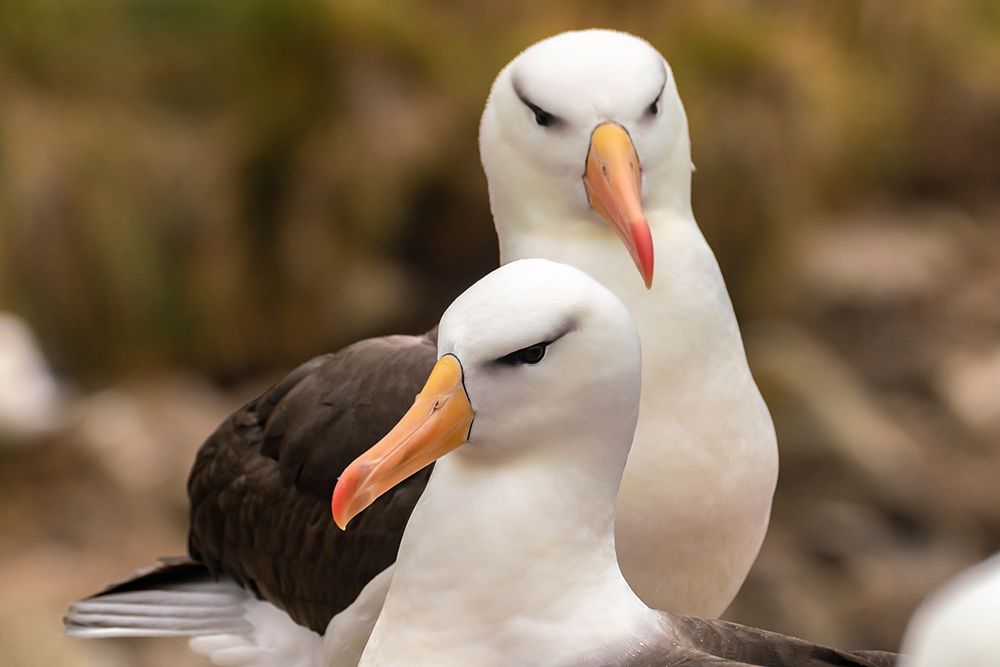 Falkland Islands, West Point Island. Black-browed albatross pair. art print by Jaynes Gallery for $57.95 CAD