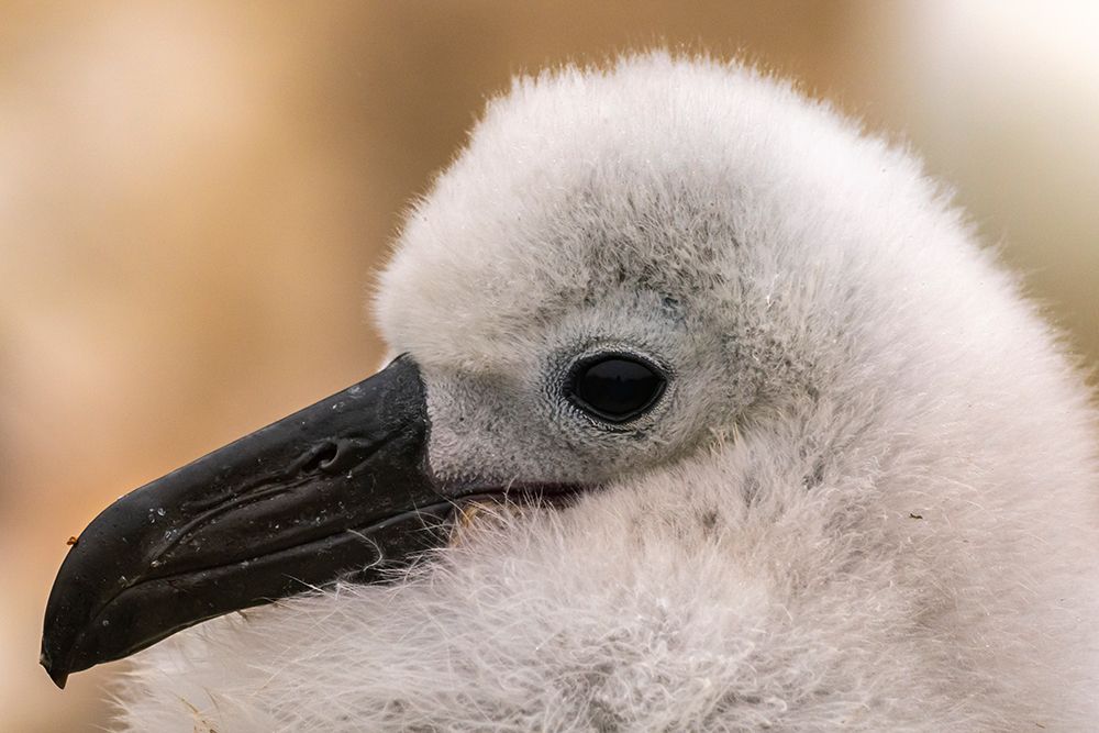 Falkland Islands, West Point Island. Close-up of black-browed albatross chick. art print by Jaynes Gallery for $57.95 CAD