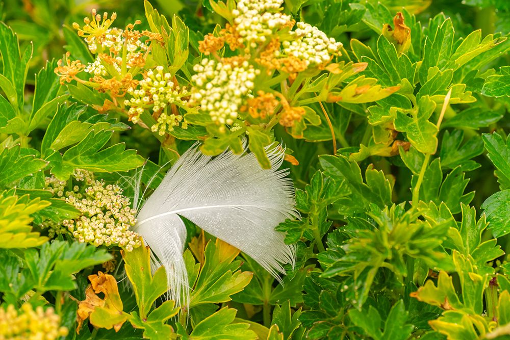 Falkland Islands, West Point Island. Feather on coastal nassauvia plants. art print by Jaynes Gallery for $57.95 CAD