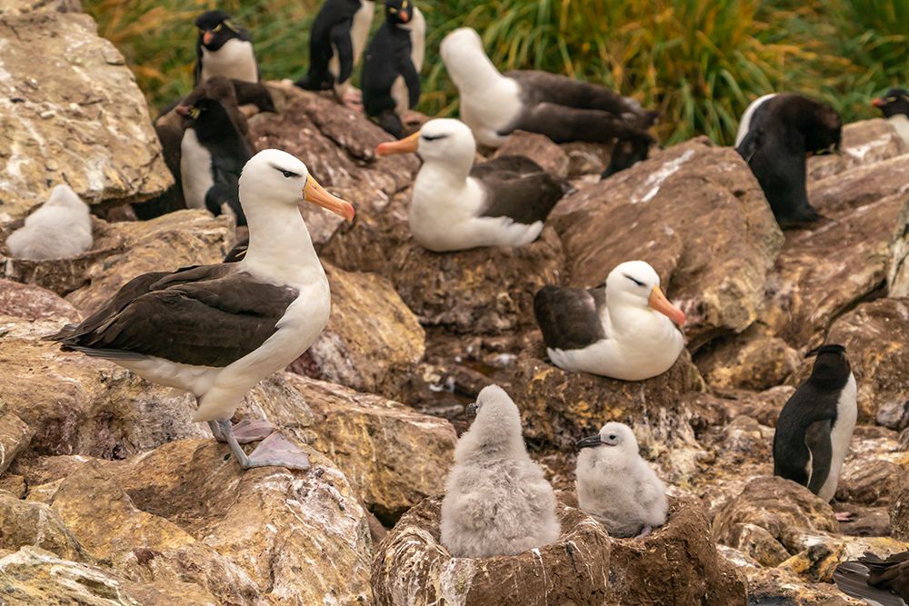 Falkland Islands, West Point Island. Black-browed albatross and rockhopper penguins in rookery. art print by Jaynes Gallery for $57.95 CAD