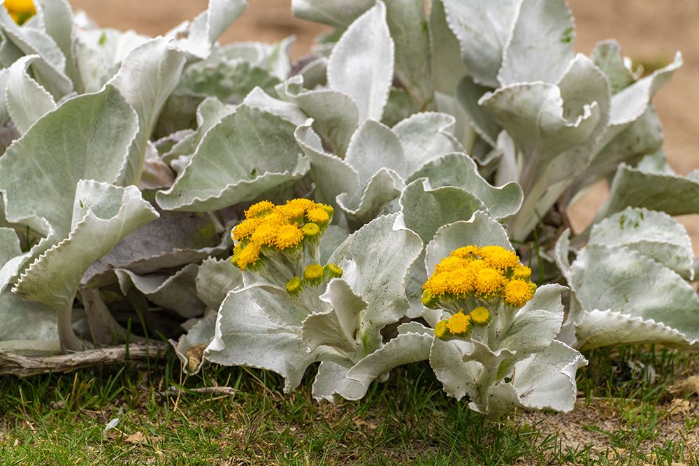 Falkland Islands, New Island. Plant with blooming yellow flowers. art print by Jaynes Gallery for $57.95 CAD