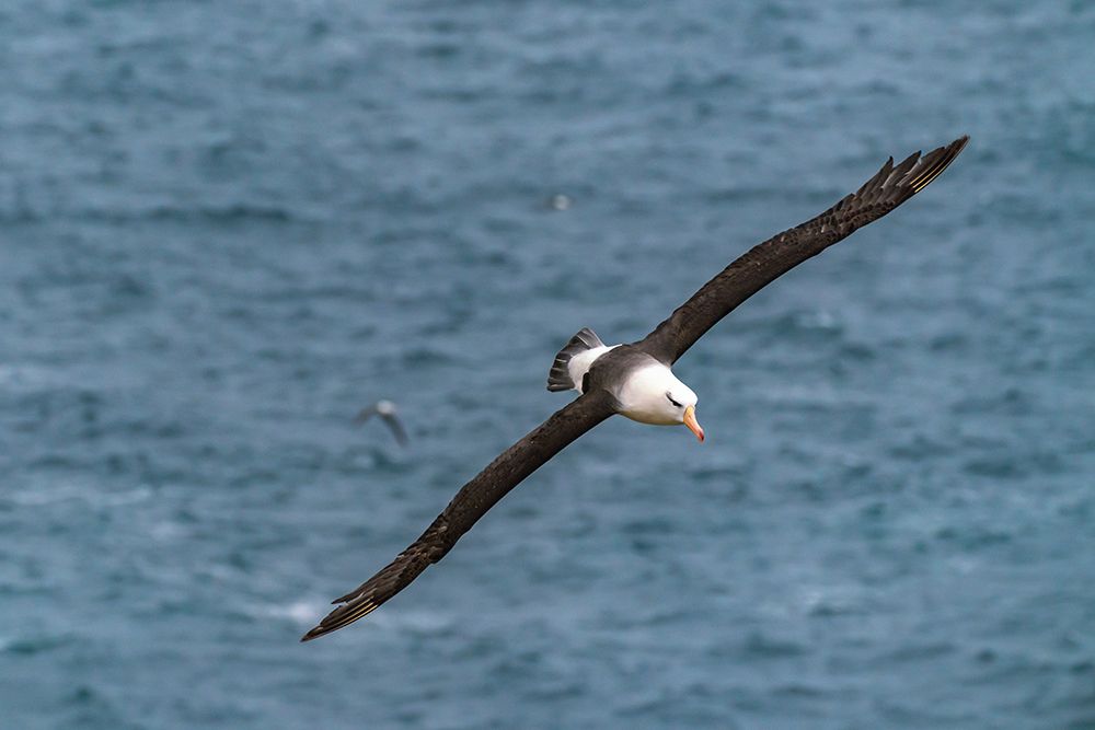 Falkland Islands, West Point Island. Black-browed albatross in flight. art print by Jaynes Gallery for $57.95 CAD