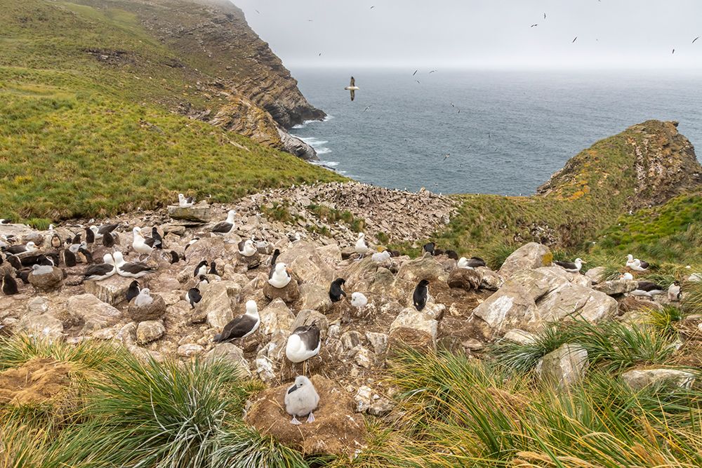 Falkland Islands, West Point Island. Black-browed albatross and rockhopper penguins in rookery. art print by Jaynes Gallery for $57.95 CAD