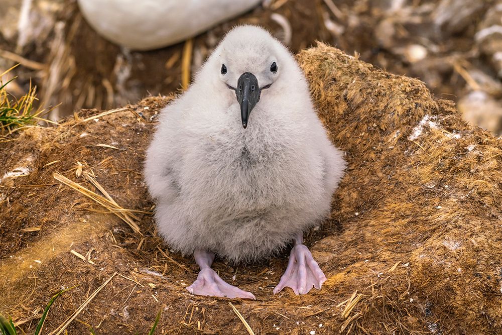 Falkland Islands, West Point Island. Black-browed albatross chick in nest. art print by Jaynes Gallery for $57.95 CAD
