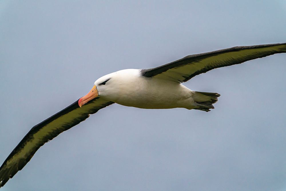 Falkland Islands, West Point Island. Black-browed albatross in flight. art print by Jaynes Gallery for $57.95 CAD