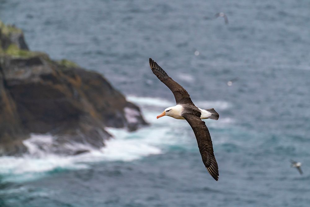 Falkland Islands, West Point Island. Black-browed albatross in flight. art print by Jaynes Gallery for $57.95 CAD