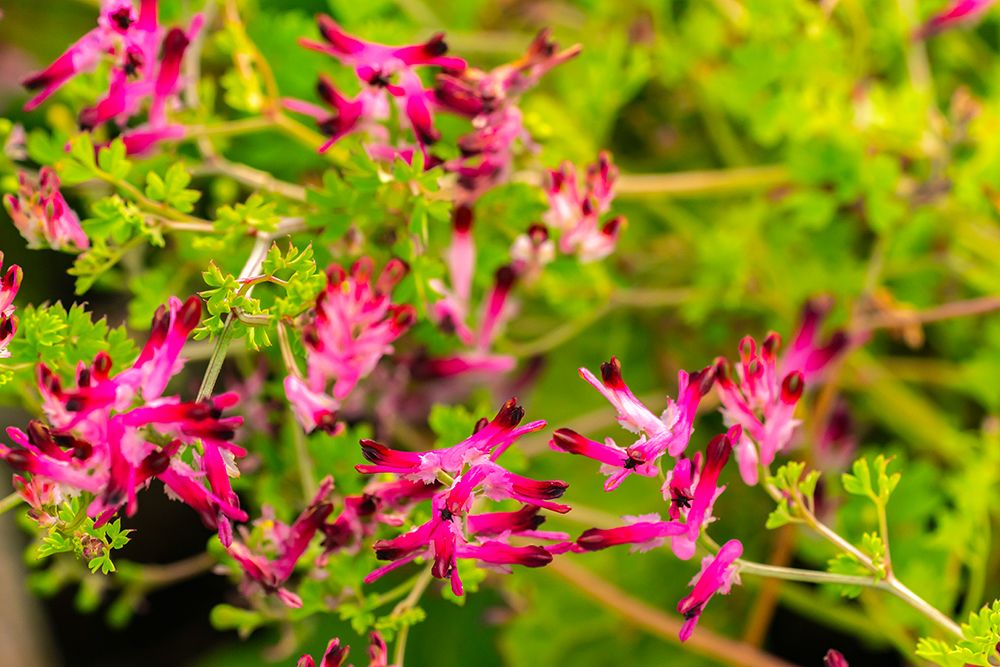 Falkland Islands, West Point Island. Close-up of flowers. art print by Jaynes Gallery for $57.95 CAD