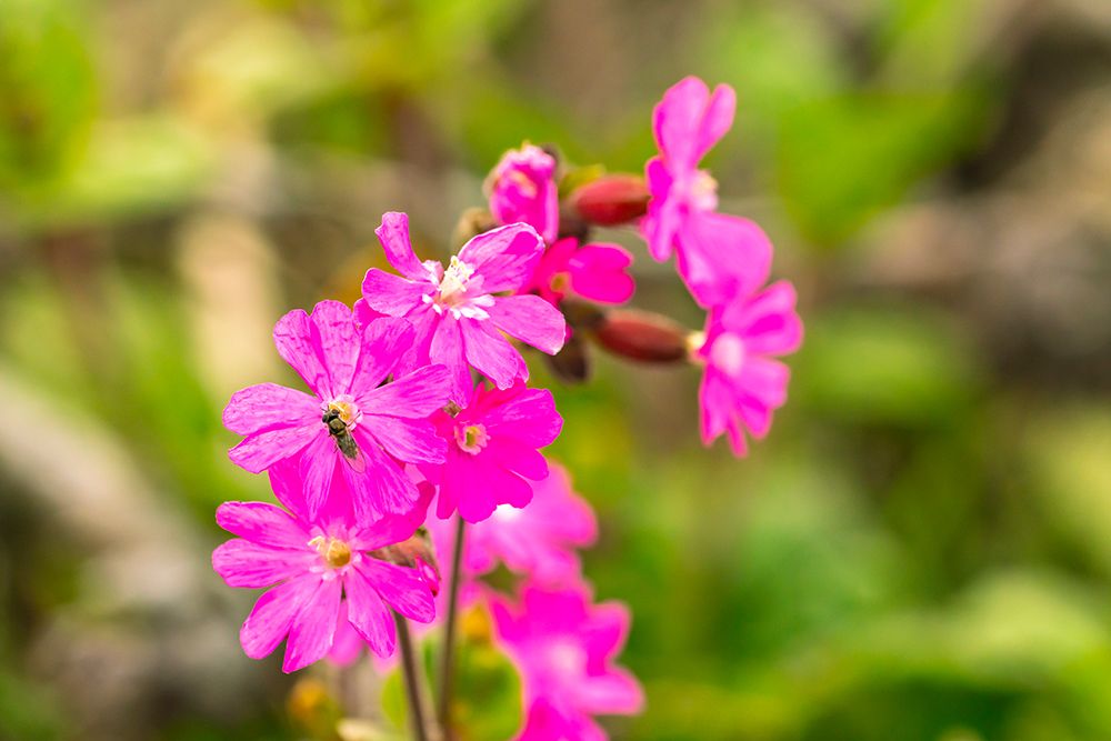 Falkland Islands, West Point Island. Close-up of bee on flowers. art print by Jaynes Gallery for $57.95 CAD