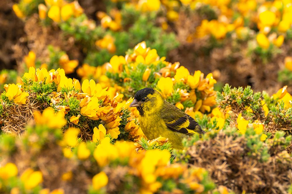 Falkland Islands, West Point Island. Black-chinned siskin bird among flowers. art print by Jaynes Gallery for $57.95 CAD