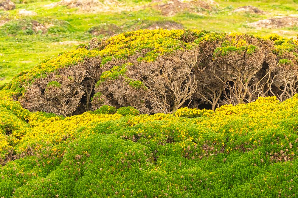 Falkland Islands, West Point Island. Landscape with Scotch broom shrubs. art print by Jaynes Gallery for $57.95 CAD