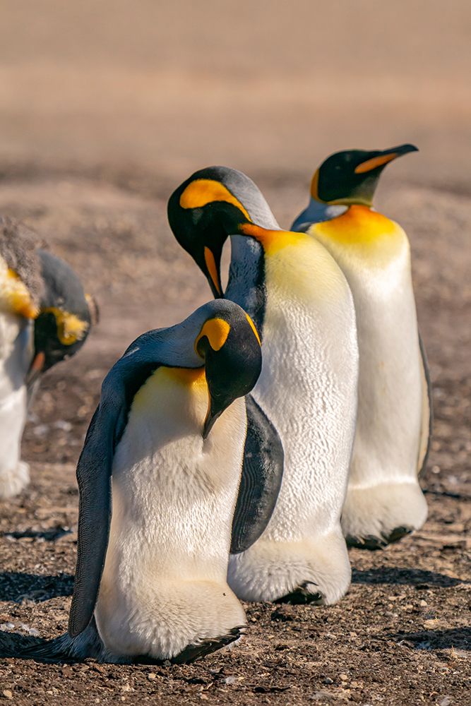 Falkland Islands, Saunders Island. Close-up of king penguins. art print by Jaynes Gallery for $57.95 CAD