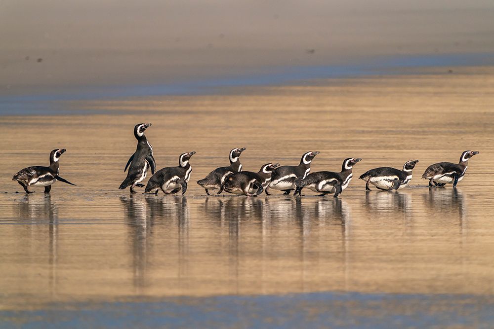 Falkland Islands, Saunders Island. Magellanic penguins reflect in beach water. art print by Jaynes Gallery for $57.95 CAD
