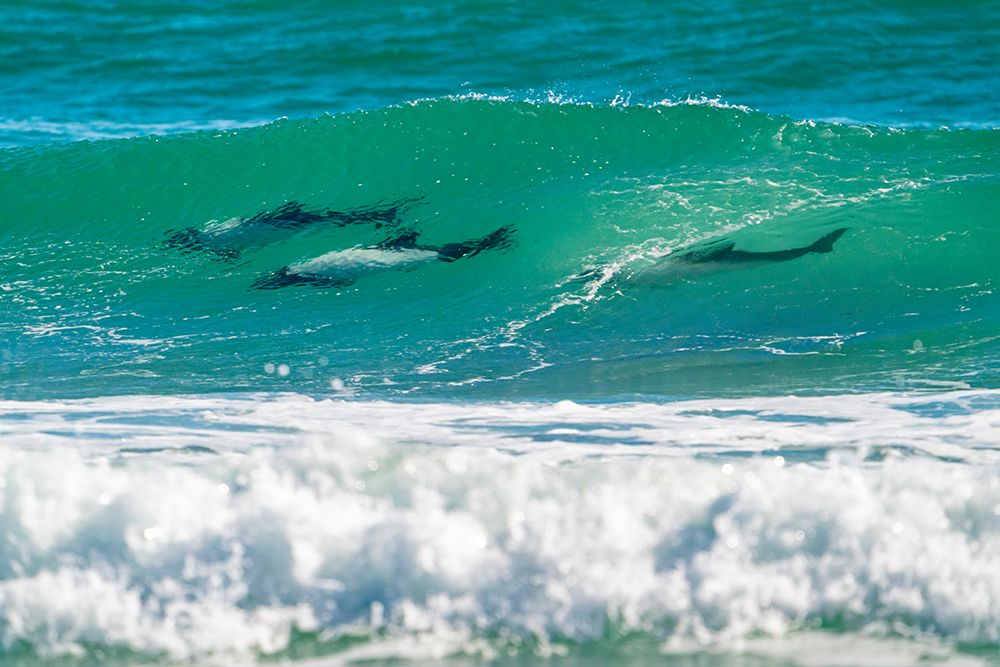 Falkland Islands, Saunders Island. Commersons dolphins riding the waves. art print by Jaynes Gallery for $57.95 CAD