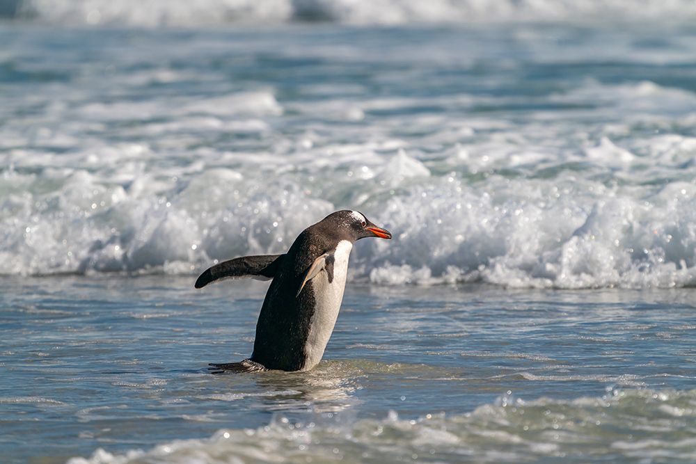 Falkland Islands, Saunders Island. Gentoo penguin running into ocean waves. art print by Jaynes Gallery for $57.95 CAD