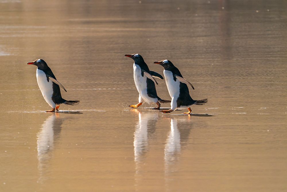 Falkland Islands, Saunders Island. Gentoo penguins walking on beach. art print by Jaynes Gallery for $57.95 CAD