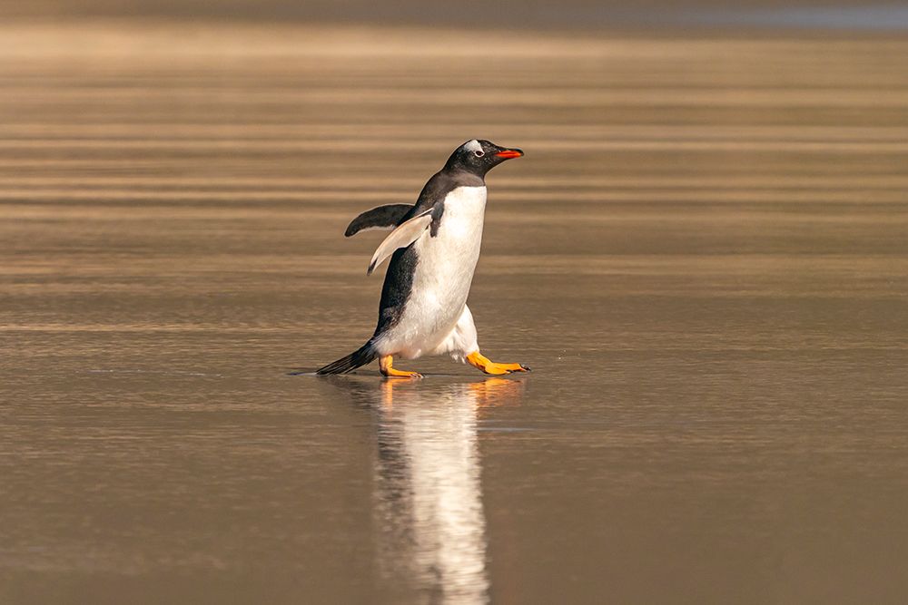 Falkland Islands, Saunders Island. Gentoo penguin walks in shore water. art print by Jaynes Gallery for $57.95 CAD