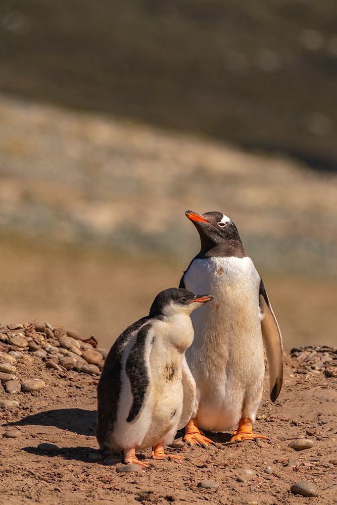Falkland Islands, Saunders Island. Gentoo penguin and chick. art print by Jaynes Gallery for $57.95 CAD