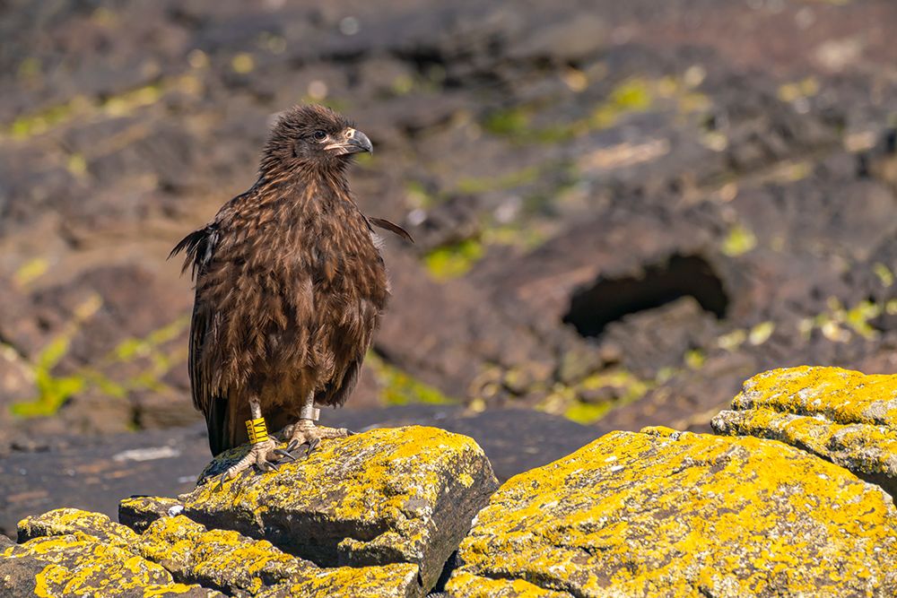 Falkland Islands, Saunders Island. Close-up of straited caracara with leg band. art print by Jaynes Gallery for $57.95 CAD