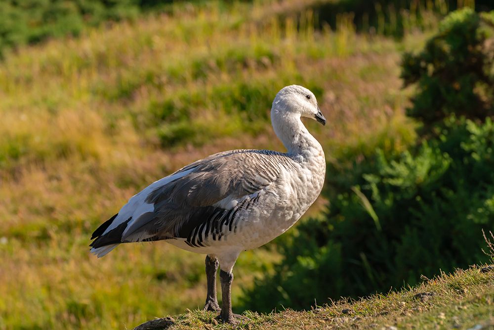 Falkland Islands, Saunders Island. Close-up of upland goose male. art print by Jaynes Gallery for $57.95 CAD