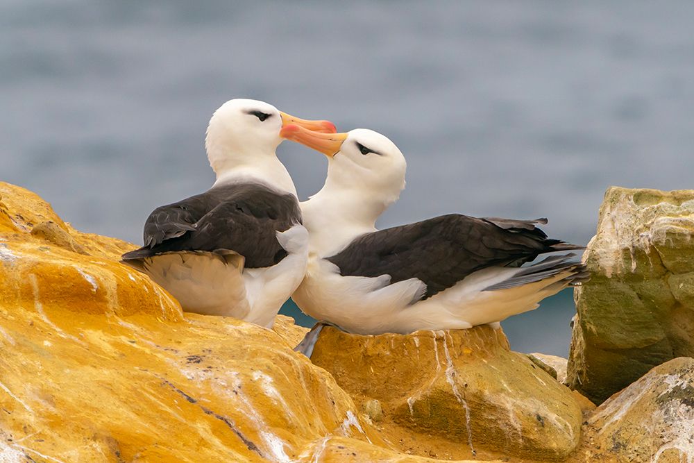 Falkland Islands, West Point Island. Black-browed albatross pair in courtship behavior. art print by Jaynes Gallery for $57.95 CAD