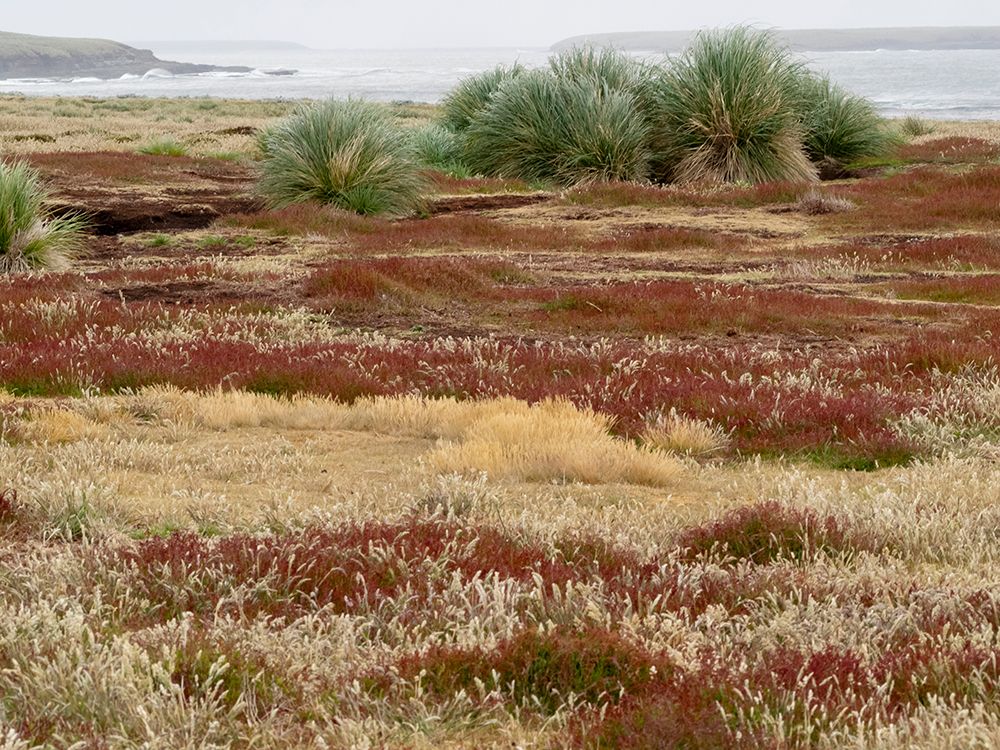 Falkland Islands, Sea Lion Island. Tussock grass. Ruaaoxk grass along with other native grasses. art print by Ellen B. Goff for $57.95 CAD