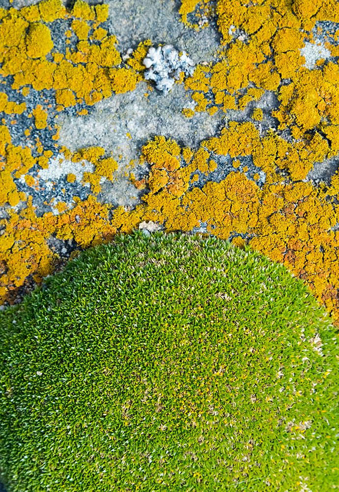 Moss and lichen-Saunders Island-Falkland Islands art print by Keren Su for $57.95 CAD