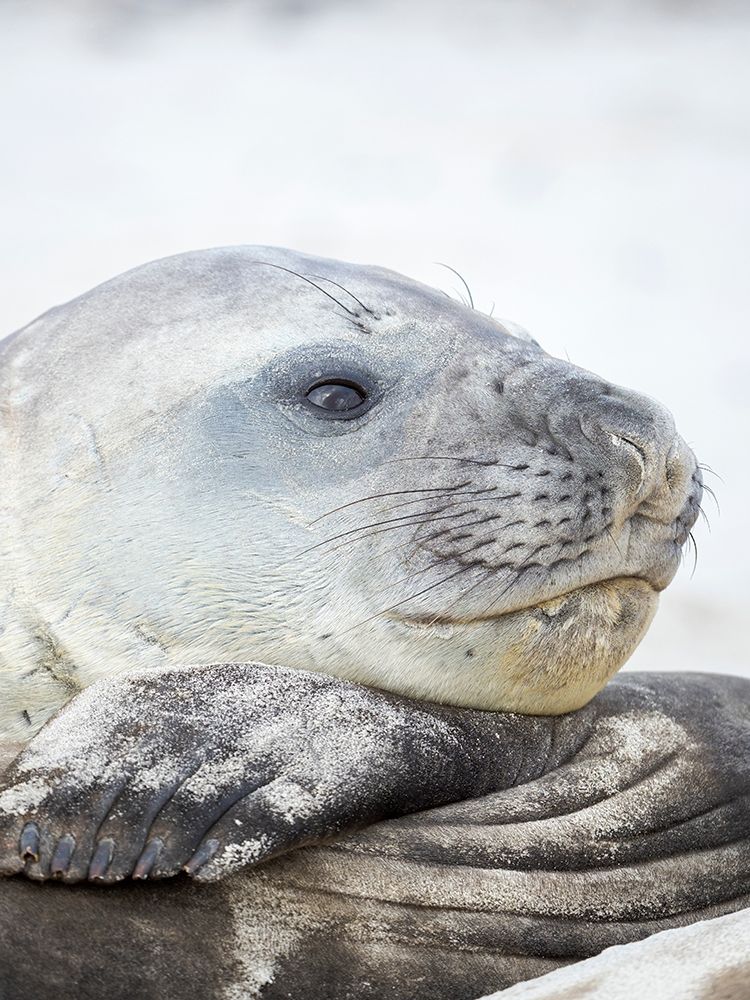 Southern elephant seal male-after harem and breeding season on the Falkland Islands art print by Martin Zwick for $57.95 CAD