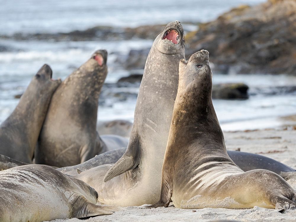 Southern elephant seal after harem and breeding season Young bulls fighting art print by Martin Zwick for $57.95 CAD