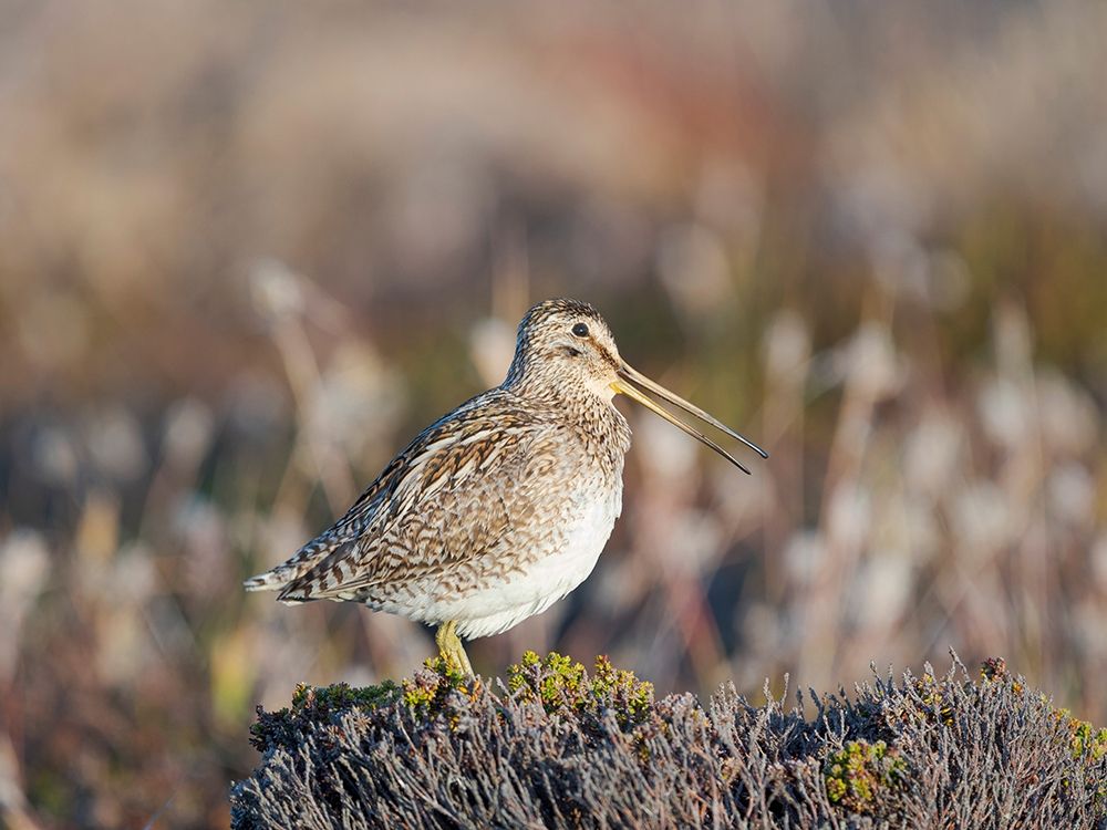 Magellan Snipe taxonomy under dispute-sometimes also called Paraguayan Snipe Falkland Islands art print by Martin Zwick for $57.95 CAD