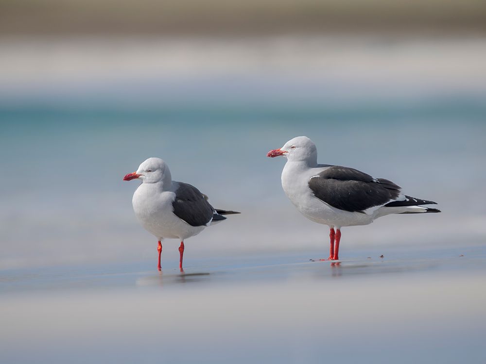 Dolphin gull on the beach of Bleaker Island. South America, Falkland Islands. art print by Martin Zwick for $57.95 CAD