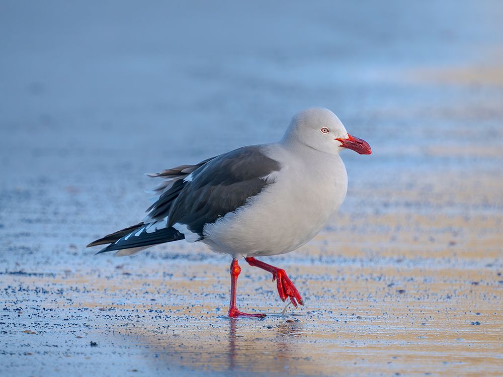 Dolphin gull on the beach of Saunders Island. South America, Falkland Islands. art print by Martin Zwick for $57.95 CAD