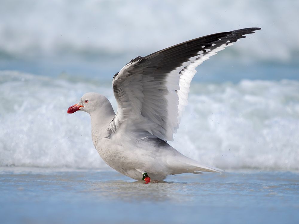 Dolphin gull on the beach of Saunders Island. South America, Falkland Islands. art print by Martin Zwick for $57.95 CAD