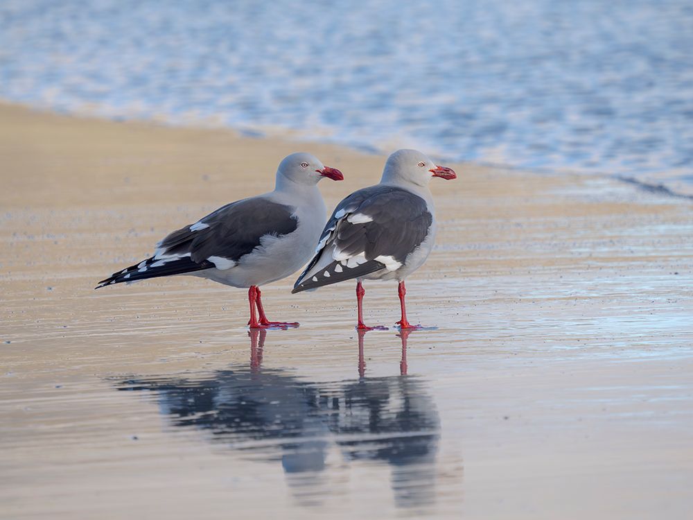 Dolphin gull on the beach of Saunders Island, Falkland Islands. art print by Martin Zwick for $57.95 CAD