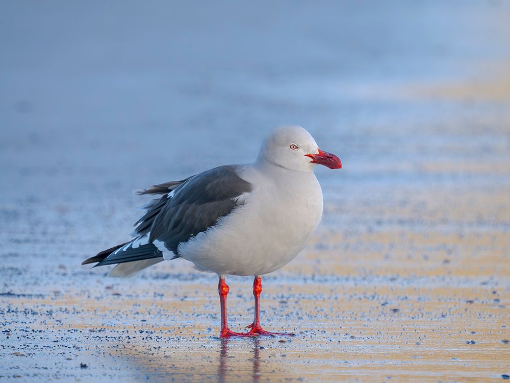 Dolphin gull on the beach of Saunders Island, Falkland Islands. art print by Martin Zwick for $57.95 CAD