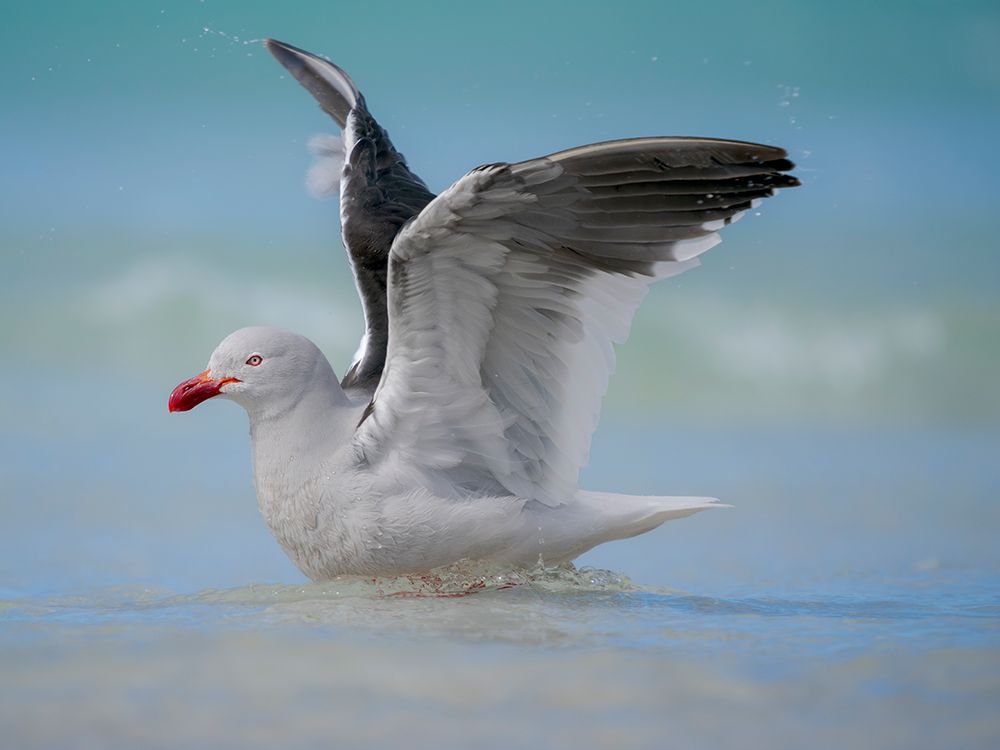 Dolphin gull on the beach of Saunders Island, Falkland Islands. art print by Martin Zwick for $57.95 CAD