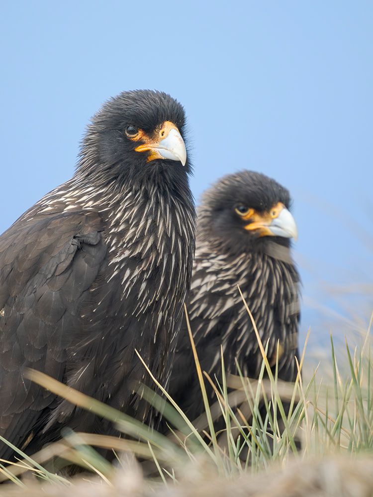 Striated caracara or Johnny Rook, rare bird of prey, Falkland Islands. art print by Martin Zwick for $57.95 CAD