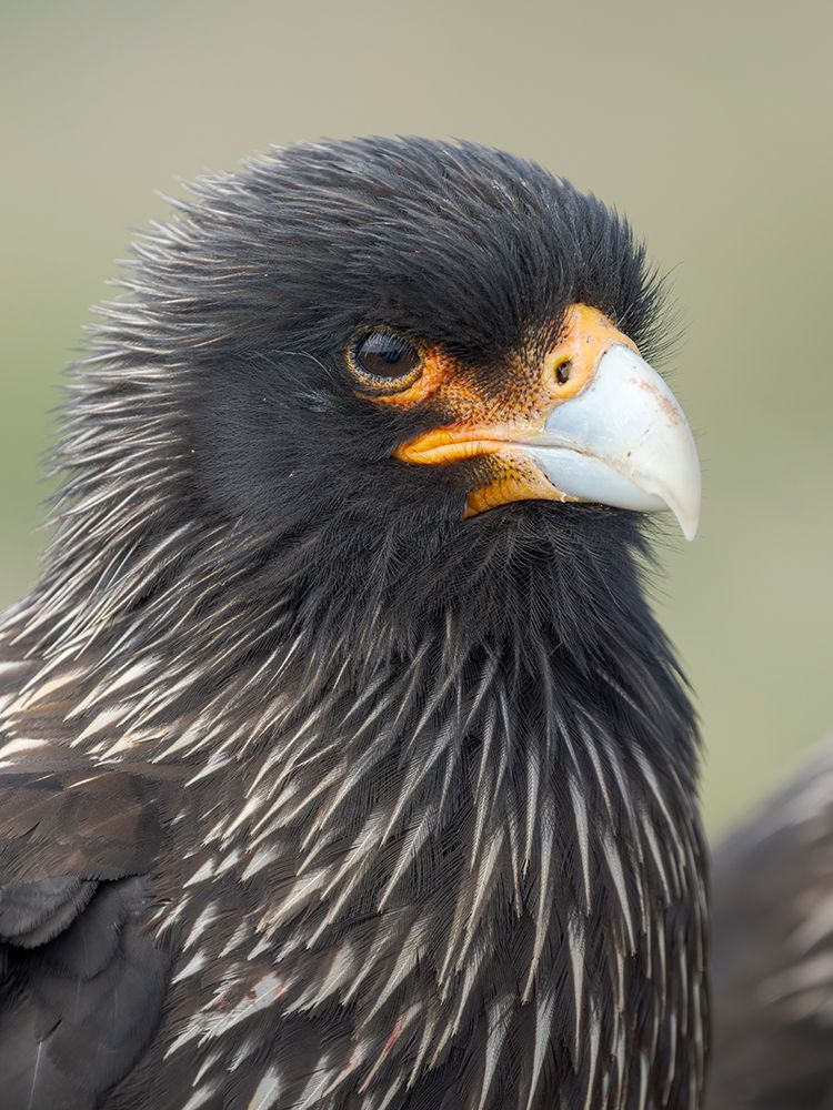 Striated caracara or Johnny Rook, rare bird of prey, Falkland Islands. art print by Martin Zwick for $57.95 CAD