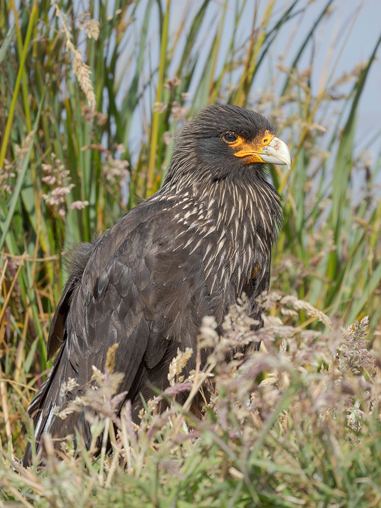 Striated caracara or Johnny Rook, rare bird of prey, Falkland Islands. art print by Martin Zwick for $57.95 CAD