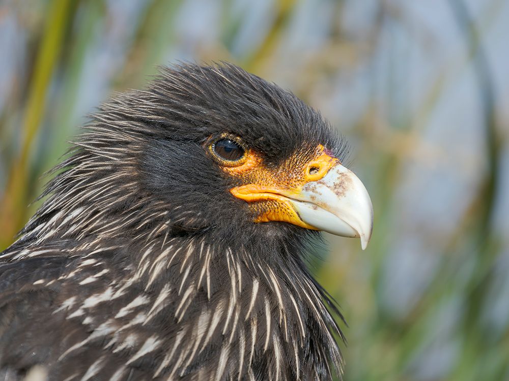 Striated caracara or Johnny Rook, rare bird of prey, Falkland Islands. art print by Martin Zwick for $57.95 CAD