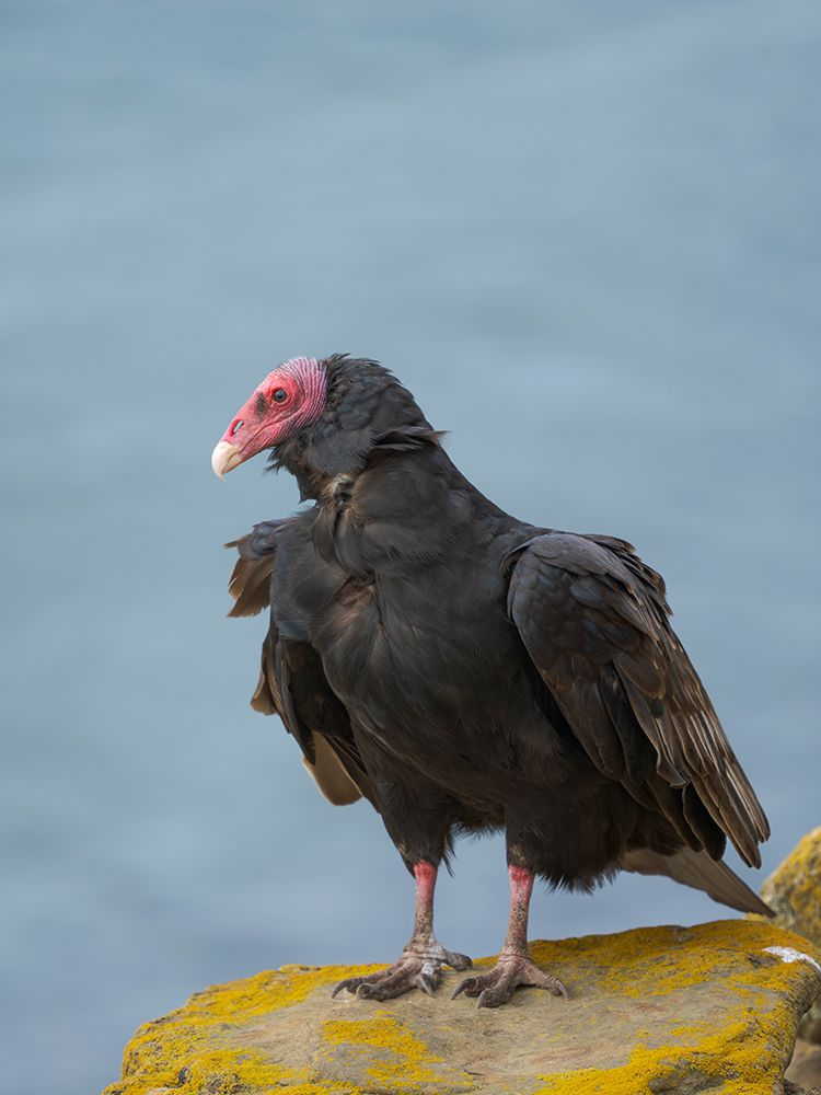 Turkey vulture portrait. South America, Falkland Islands, Saunders Island art print by Martin Zwick for $57.95 CAD