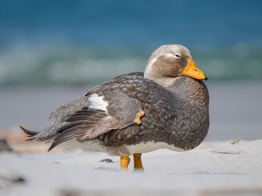 Falkland steamer duck, an endemic duck living on the coasts of the Falkland Islands. art print by Martin Zwick for $57.95 CAD