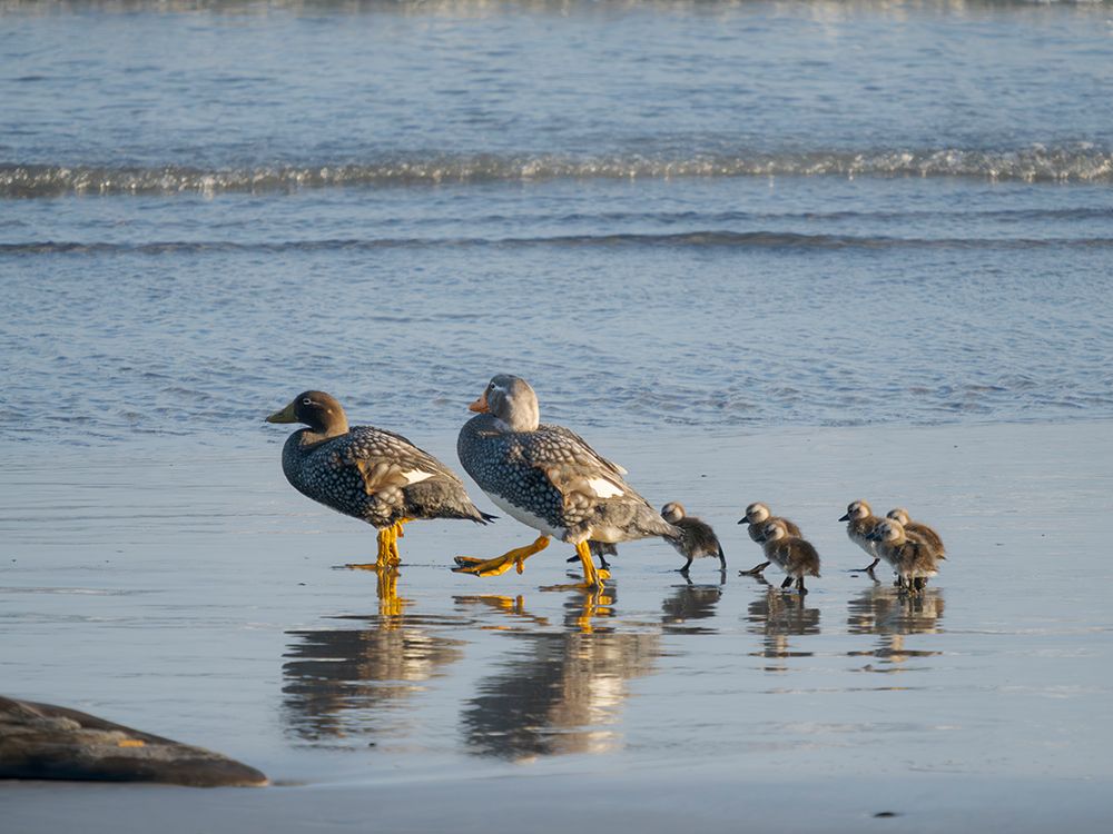 Falkland steamer duck chicks, an endemic duck living on the coasts of the Falkland Islands. art print by Martin Zwick for $57.95 CAD