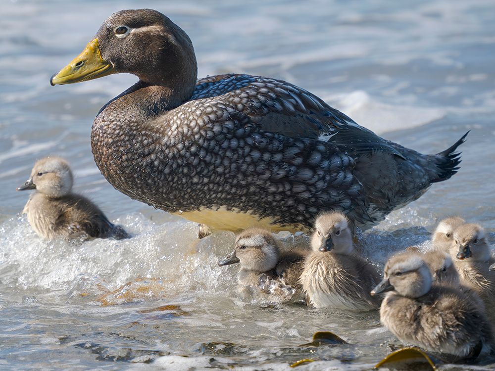 Falkland steamer duck chicks, an endemic duck living on the coasts of the Falkland Islands. art print by Martin Zwick for $57.95 CAD
