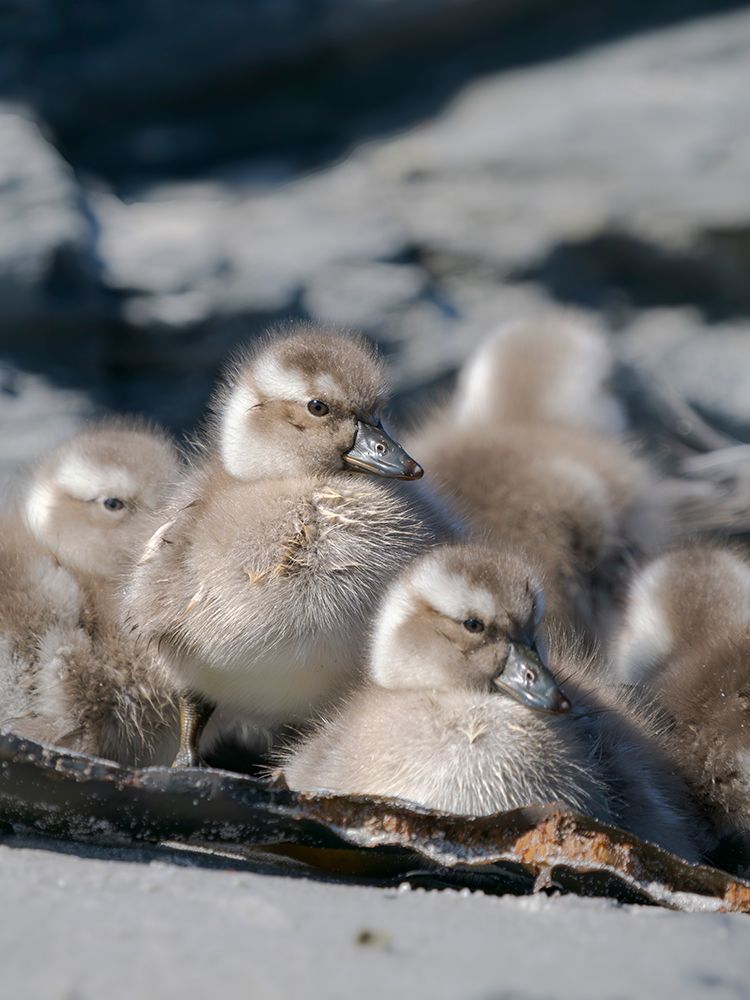 Falkland steamer duck chicks, an endemic duck living on the coasts of the Falkland Islands. art print by Martin Zwick for $57.95 CAD