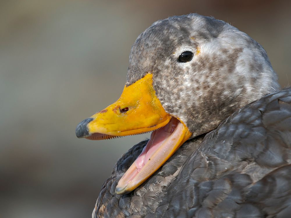 Falkland steamer duck, an endemic duck living on the coasts of the Falkland Islands. art print by Martin Zwick for $57.95 CAD